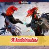 ลักษณะของไก่ชนตัวเก่ง