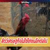 สัตว์เศรษฐกิจไม่ใช่ไก่ชนอีกต่อไป