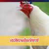 ประวัติความเป็นมาไก่ขาวชี