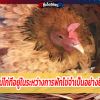 คำนึงการปฏิบัติการดูแลแม่ไก่ ขณะระหว่างที่แม่กำลังฟักไข่