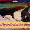 ไก่ที่ชนได้ทุกสไตล์มีไหมเป็นอีกคำถามที่รอคำตอบ