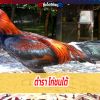 ตำรา ไก่ชนใต้ เชิงการตี