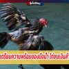 การเตรียมความพร้อมของมือน้ำ ไก่ชนเงินล้าน ที่ดี