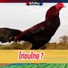 ไก่ชนไทย คืออะไร