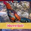 ไก่พม่ารำวง อายุ 3-7 เดือน เลี้ยงอย่างไรให้แข็งแรงตีหนัก