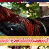 เทคนิคการรักษาไก่โดนตีตาบอดหลังปล้ำ