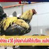 สูตรเด็ด แทงไก่ชน 4 วิธีดูไก่อย่างไงให้ได้เปรียบเทคนิคชนไก่ทำเงินได้จริง