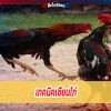 เทคนิคเซียนไก่ คัดเลือกไก่เก่ง