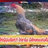 ไก่ญี่ปุ่นเรียกว่า ไก่ซาโมะ มีลักษณะเด่นคือ