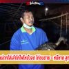 จุดพลุฉลองปีใหม่ตกใส่เล้าไก่ไฟไหม้วอด ไก่ชนตาย – หนีหาย สูญกว่า 1 แสนบาท