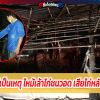 พลุปีใหม่เป็นเหตุ ไหม้เล้าไก่ชนวอด เสียไก่หลักหมื่นไป 1 ตัว อีกตัวสาหัส แถมหายไป
