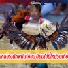 เล่ห์เหลี่ยมกลโกงนักพนันไก่ชน นิยมใช้ขี้ไก่ม้วนเทียนกับไก่ชน