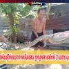 เจ้าของช็อก พ่อพันธุ์ไก่ชนราคาครึ่งแสน ถูกงูหลามยักษ์ 3 เมตร บุกเขมือบคาเล้า