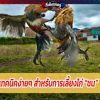 เทคนิคง่ายๆ สำหรับการเลี้ยงไก่ “ชน”