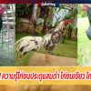 เรื่องไก่ชน!! ความรู้ไก่ชนประดูแสมดำ ไก่ชนเขียว ไก่ชนหางขาว