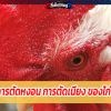 การตัดหงอน การตัดเนียง ของไก่ชน…. 