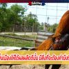 การเลี้ยงไก่พื้นเมืองให้ได้ผลผลิตดีนั้น มีสิ่งที่จะต้องคำนึงถึง มีอะไรบ้าง