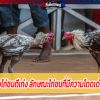  วิธีเลือกซื้อไก่ชนตีเก่ง ลักษณะไก่ชนที่มีความโดดเด่นเฉพาะตัว
