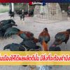 การเลี้ยงไก่พื้นเมืองให้ได้ผลผลิตดีนั้น มีสิ่งที่จะต้องคำนึงถึง มีอะไรบ้าง 