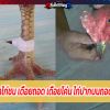 เทคนิครักษาไก่ชน เดือยถอด เดือยโค่น ไก่ปากบนถอด เลี้ยงไก่ชน