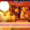 การเลี้ยงไก่ชนรุ่นใหญ่ การดูแลไก่ชนตั้งแต่รุ่นเล็ก-รุ่นใหญ่