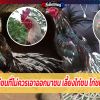 ไก่ชนไทย ไก่ชนที่ไม่ควรเอาออกมาชน เลี้ยงไก่ชน ไก่ชนออนไลน์สด