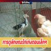 การดูลักษณะไก่เก่งตอนเล็กๆ 