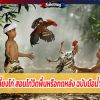 เทคนิคเลี้ยงไก่ สอนไก่วิดพื้นหรือกดหลัง ฉบับมือน้ำเซียนไก่