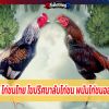 เลี้ยงไก่ชน ไก่ชนไทย ไขปริศนาลับไก่ชน พนันไก่ชนออนไลน์สด