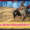 คนรักไก่ชน เลี้ยงไก่ชนการฝึกซ้อมคู่หรือที่เรียกว่าการปล้ำไก่