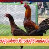 ลักษณะการต่อสู้ของไก่ชน วิธีการต่อสู้เชิงชนต้องมีแผลต้องแม่น