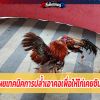 เซียนไก่ เผยเทคนิคการปล้ำเอาคอเพื่อให้ไก่เคยชินกับคู่ต่อสู้