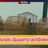 เหลี่ยมคนกลโกง เรื่องของการวางยาไก่อีกลักษณะหนึ่ง