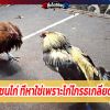 การชนไก่ ที่หาใช่เพราะไก่โกรธเกลียดกัน : Cockfight: It’s not for the chicken-hea