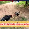 เทคนิคเซียนไก่ คัดเลือกไก่พร้อมเลี้ยงชน อายุต้องได้ ใจต้องดี
