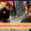 เซียนไก่ การดูแลไก่ชนหลังจากชนเสร็จ มีเทคนิคการดูแลไก่ดังนี้