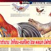 ภาพเก่าเล่าตำนาน : ไก่ก็ชน-คนก็โหด โดย พลเอก นิพัทธ์ ทองเล็ก