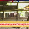 กู้ภัยจับงูเหลือมเล่นของแพง เขมือบนกยูงราคาหลักหมื่น!