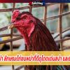 ไก่ชนพม่า ลักษณะไก่ชนพม่าที่ดีดูโดดเด่นสง่า และมีแววรุ่ง