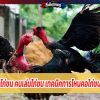 วิธีการเลี้ยงไก่ชน คนเล่นไก่ชน เทคนิคการโหนคอไก่ชนให้แข็งแรง