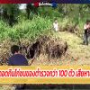  งูเหลือมยักษ์ดอดกินไก่ชนของตำรวจกว่า 100 ตัว เสียหายนับแสนบาท 