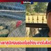 โจรแสบวางยาสุนัขก่อนย่องขโมยไก่ชน คาดใบสั่งเซียนไก่ชน