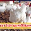 รู้ทันภัยร้าย !! “โรคบิด” รุ่นแรงทำให้ไก่ล้มตายเป็นเบือ