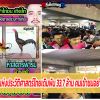 เดิมพัน 33.7 ล้าน-มากที่สุดในประเทศ! ไก่ชนคู่หยุดโลก ‘เจ้าหยกคีรีVSเจ้าหงษ์ดำ’