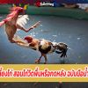 เทคนิคเลี้ยงไก่ สอนไก่วิดพื้นหรือกดหลัง ฉบับมือน้ำเซียนไก่