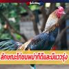 ลักษณะไก่ชนพม่าที่ดีและมีแววรุ่ง