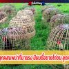 แนะนำไก่ชนลูกผสมพม่าที่มาแรง นิยมซื้อขายไก่ชน ลูกผสมพม่าไทย