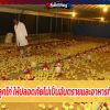 การเลี้ยงลูกไก่ ให้ปลอดภัยไม่เป็นอันตรายและอาหารที่เหมาะสม  