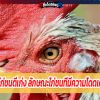 วิธีเลือกซื้อไก่ชนตีเก่ง ลักษณะไก่ชนที่มีความโดดเด่นเฉพาะตัว