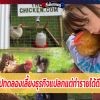 ให้เช่าไก่! ไปทดลองเลี้ยงธุรกิจแปลกแต่ทำรายได้ดีในสหรัฐฯ!